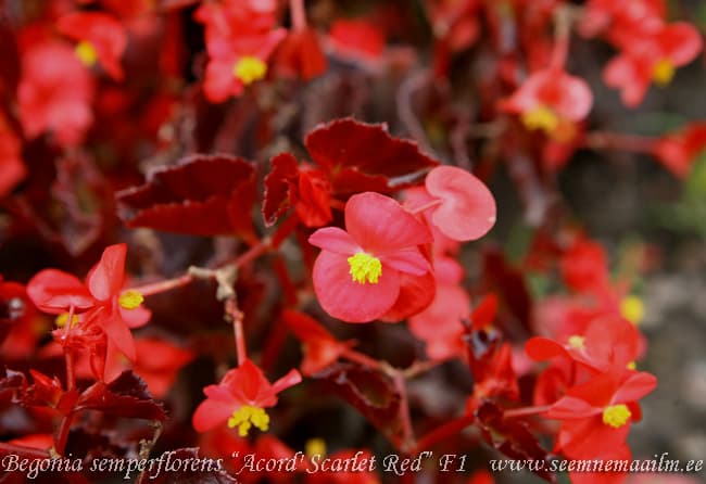 Begoonia alatiõitsev 'Akord' F1 Begonia semperflorens